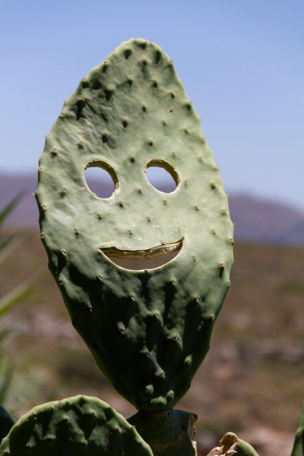 Floortje-Flowing-Happy-face-Kreta-cactus