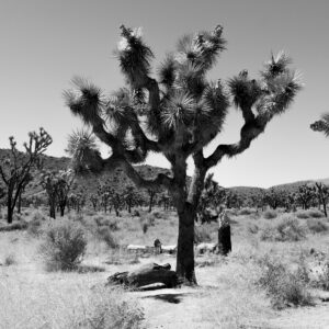 Floortje-Flowing-Joshua tree, black and white, californië